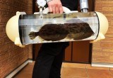 В Японии изобрели переноску для выгула рыб