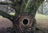 Британский художник превращает леса в мистические места