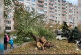 В МЧС рассказали о последствиях сильного ветра в Беларуси