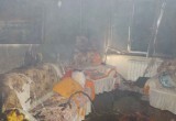 Пенсионерка и ее 18 котов сгорели при пожаре в Бобруйске