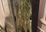 Гродненка выращивала в квартире марихуану в подарок мужу