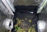 Гродненка выращивала в квартире марихуану в подарок мужу