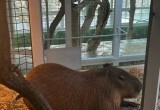 На пожаре в зоопарке Евпатории погибли более 200 животных