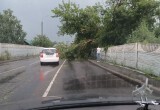 На Гомель обрушились град и ливень: повалены деревья и сорваны крыши